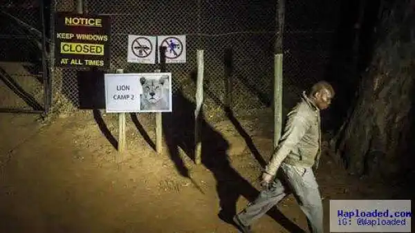 Photo: South African Pastor Challenges Lions To A Fight At Zoo & Almost Died